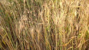 Gündüz kuru buğday tarlası. Mısır gevreği toplama zamanı.  