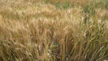 Geleneksel giyinmiş Hintli bir kadının hasat zamanı buğday tarlasında oturduğu görüntüler. 