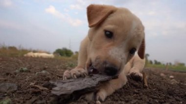 Gün ortasında buğday tarlasında oynayan sevimli köpek yavrusu. 