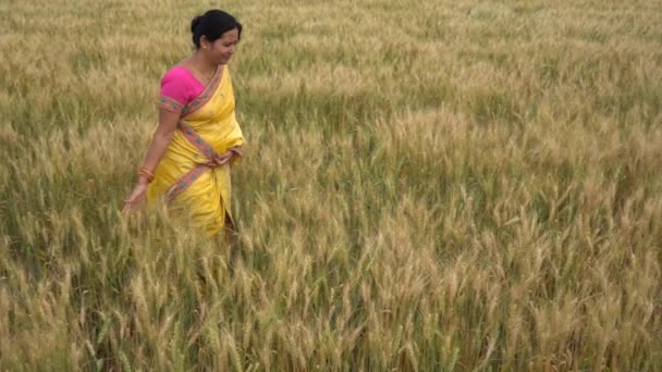 Відкритому Повітрі Кадри Індійської Жінки Традиційному Одязі Ходити Полі Пшениці — стокове відео