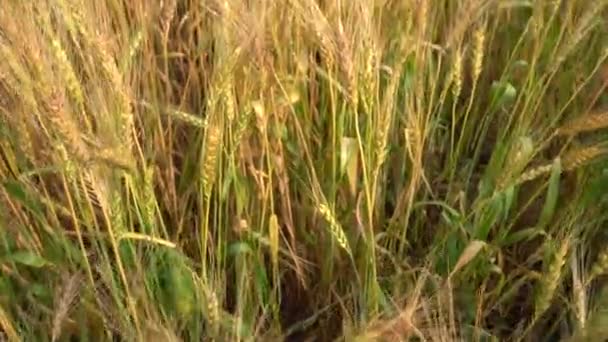 Filmato Esterno Donna Indiana Abiti Tradizionali Seduta Campo Grano Durante — Video Stock