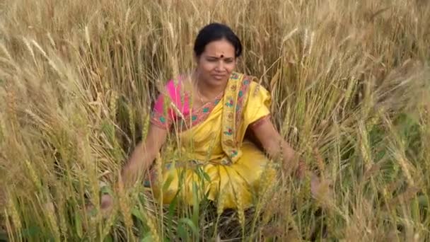 Images Plein Air Femme Indienne Vêtements Traditionnels Assis Champ Blé — Video