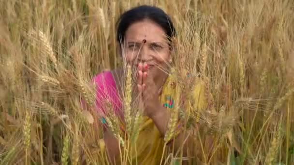 Outdoor Beelden Van Indiase Vrouw Traditionele Kleren Zittend Tarweveld Tijdens — Stockvideo
