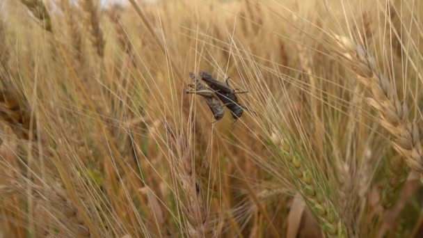 昼間は野の小麦の耳に虫が座っている — ストック動画