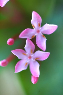 Ormanda yabani bitki