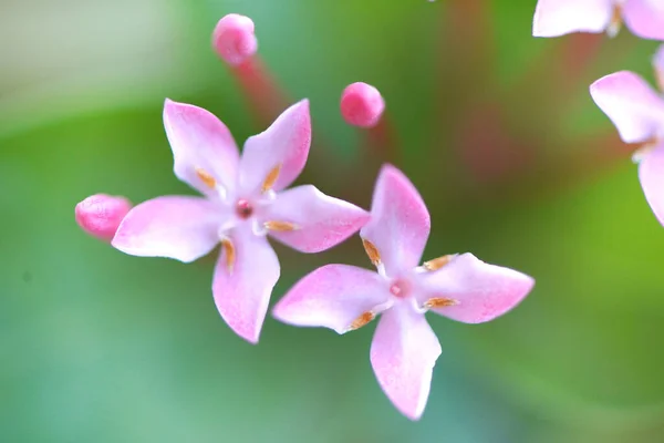 Planta Selvagem Floresta — Fotografia de Stock