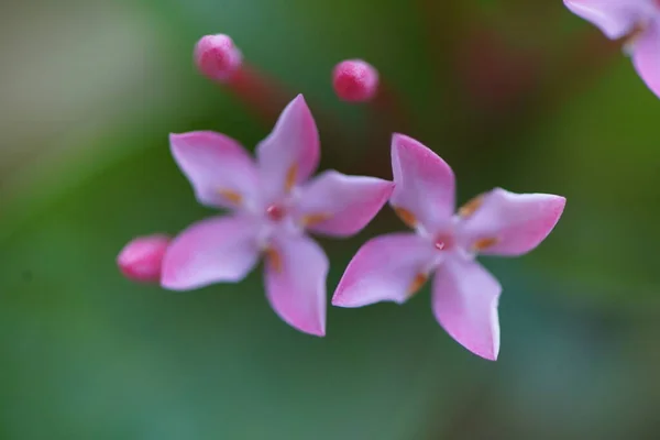 Planta Silvestre Bosque — Foto de Stock