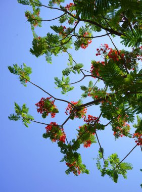 Flame Tree, Peacock Flower bloom during summer