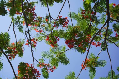 Flame Tree, Peacock Flower bloom during summer
