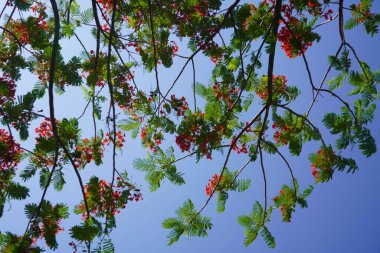 Flame Tree, Peacock Flower bloom during summer