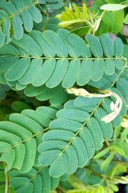 Ormanda yabani bitki