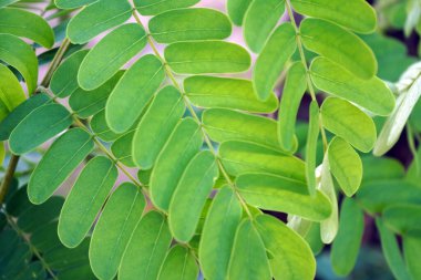 Ormanda yabani bitki