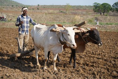 Hindistan 'da Maharashtra' da boğa süren Hintli çiftçi..
