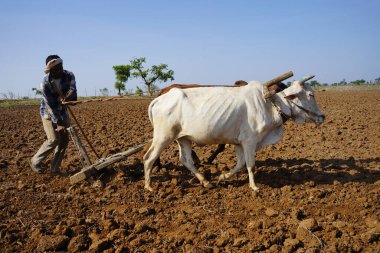 Hindistan 'da Maharashtra' da boğa süren Hintli çiftçi..