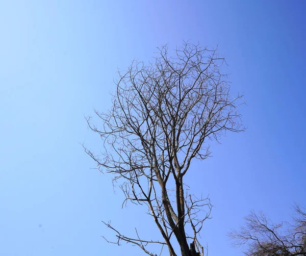 Ein Baum Auf Dem Hintergrund — Stockfoto