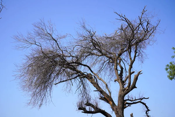Ein Baum Auf Dem Hintergrund — Stockfoto