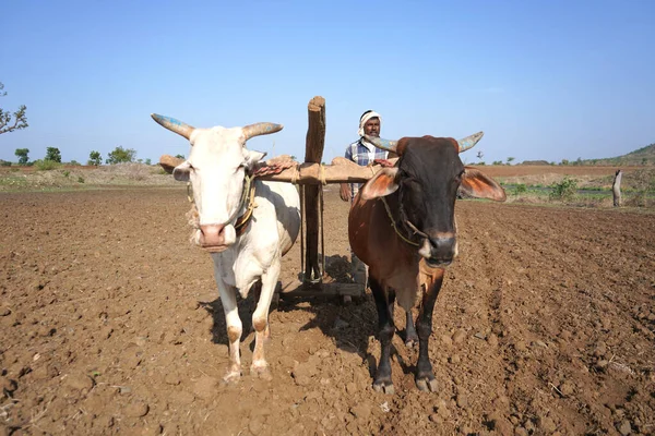 Hindistan 'da Maharashtra' da boğa süren Hintli çiftçi..