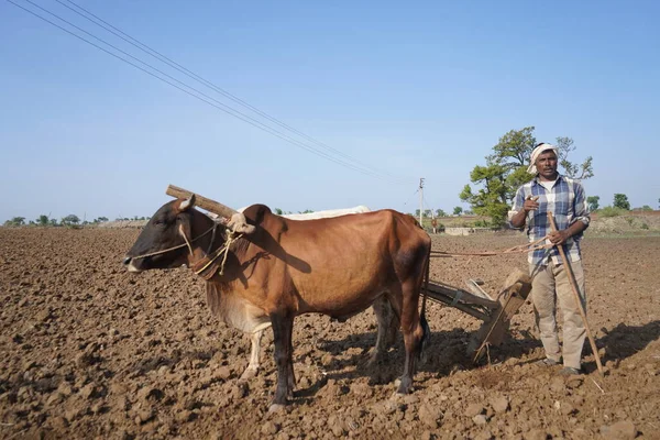 Hindistan 'da Maharashtra' da boğa süren Hintli çiftçi..