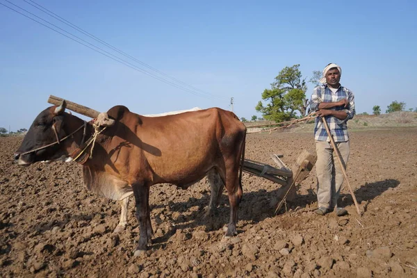 Indický Farmář Orá Býkem Svém Poli Maháráštra Indie — Stock fotografie