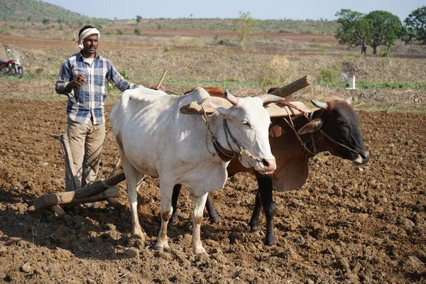 Hindistan 'da Maharashtra' da boğa süren Hintli çiftçi..