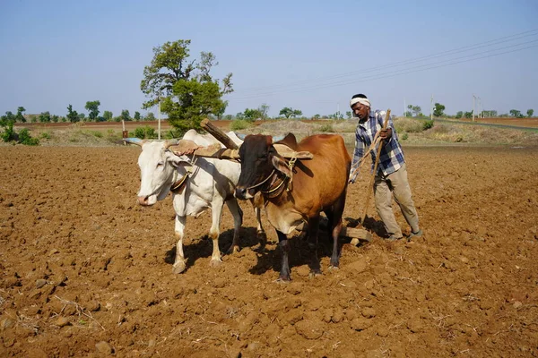 Agricoltore Indiano Arare Con Toro Suo Campo Maharashtra India — Foto Stock