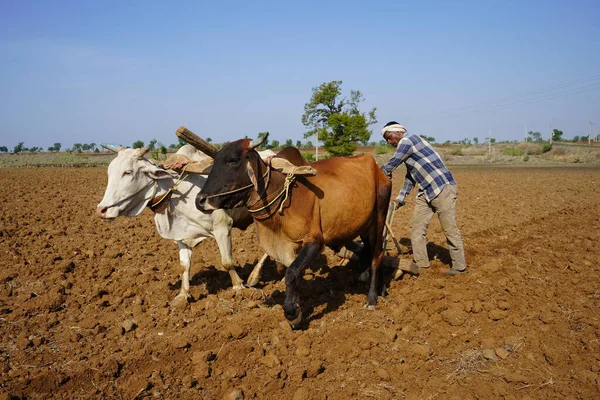 Індійський Фермер Який Грабує Биком Своєму Полі Махараштра Індія — стокове фото