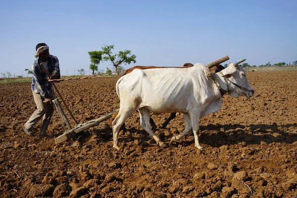 Hindistan 'da Maharashtra' da boğa süren Hintli çiftçi..