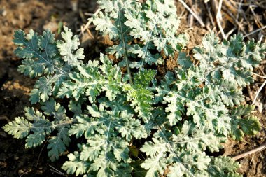 Ormanda yabani bitki