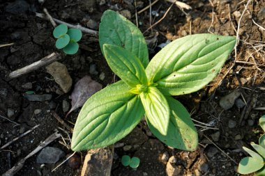 Ormanda yabani bitki