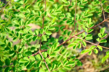 Ormanda yabani bitki