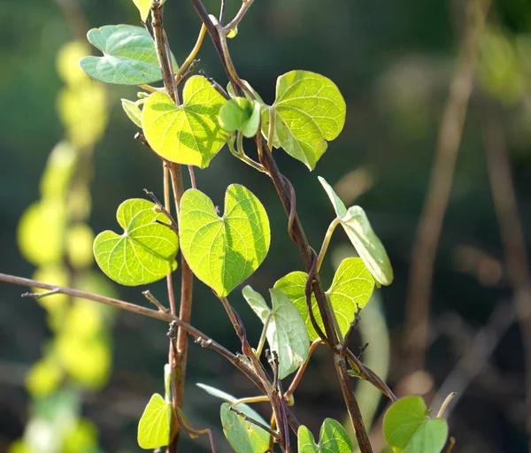 Wilde Plant Het Bos — Stockfoto