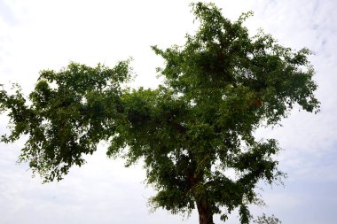 Ormanda büyük bir ağaç 