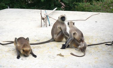 Gray Langur also known as Hanuman Langur in India.