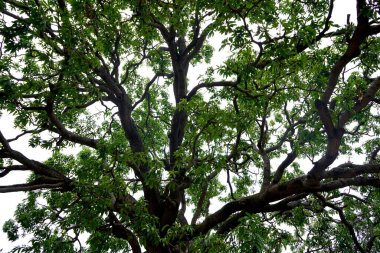 Ormanda büyük bir ağaç 