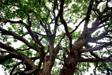 Ormanda büyük bir ağaç 