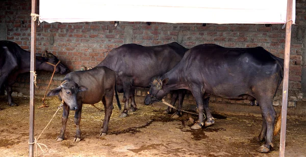 Domácí Krávy Buvoli Vesnici Indie — Stock fotografie