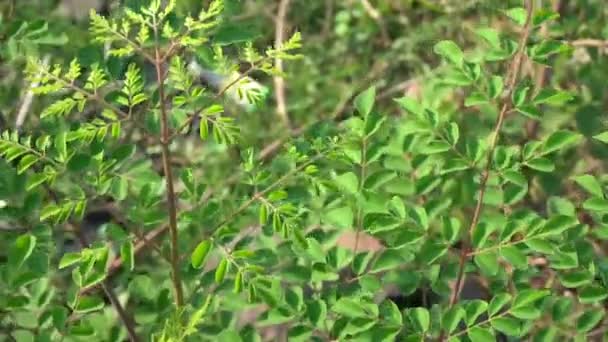 Planta Silvestre Bosque — Vídeo de stock