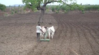 AMRAVATI, MAHARASHTRA, INDIA 17 JULY 2020 : Indian farmer working with bull at his field, Farmer using oxen for working in the field, Indian farming scene