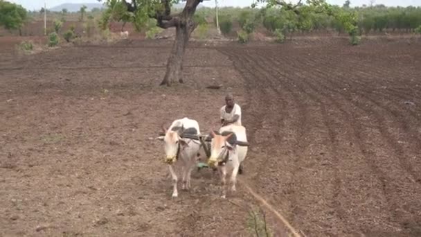 Amravati Maharashtra Índia Julho 2020 Agricultor Indiano Trabalhando Com Touro — Vídeo de Stock