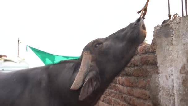 Domestic Animals Village India — Stok video