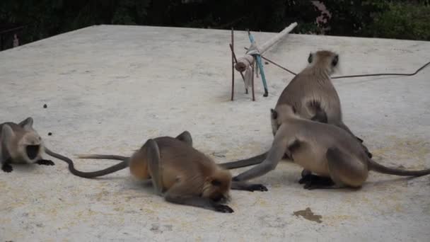 Langur Monkey Rural India — Stock Video