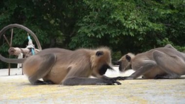 A langur monkey in rural India