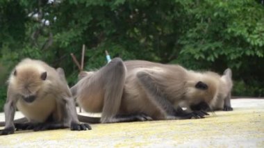 A langur monkey in rural India