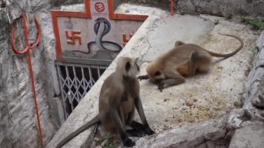 A langur monkey in rural India