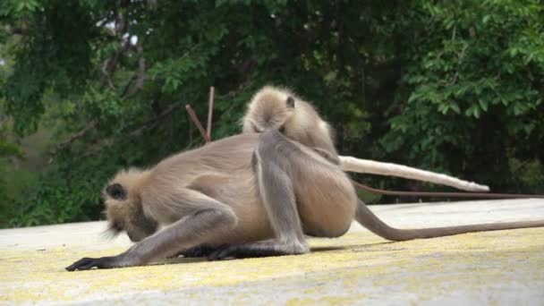 Langur Monkey Rural India — ストック動画