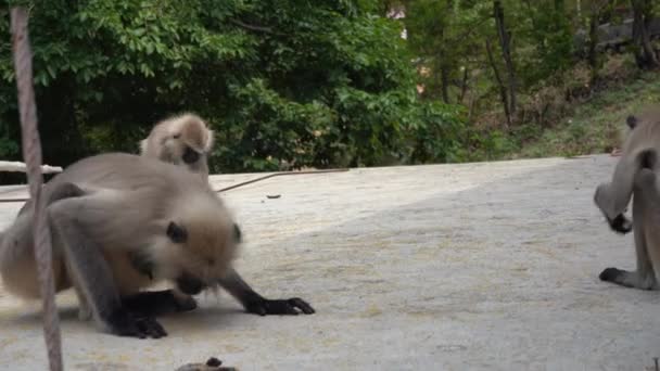 印度农村的一只懒猴 — 图库视频影像