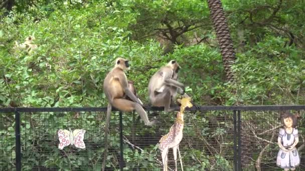 Langur Monkey Rural India — ストック動画