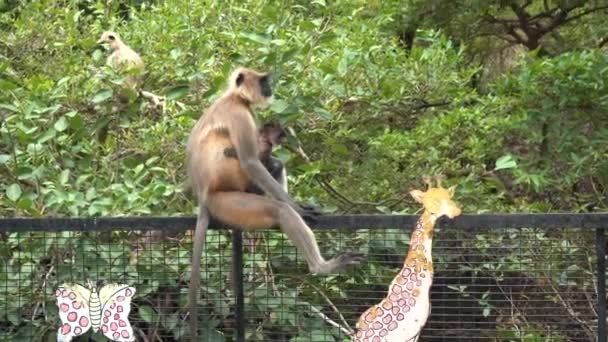 Langur Monkey Rural India — ストック動画