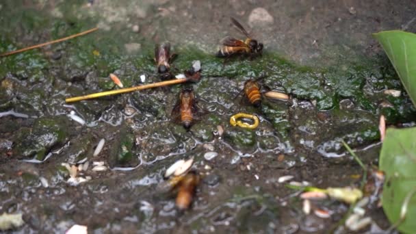 Nahaufnahme Von Honigbienen Die Einem Wasserbecken Trinken Detail Von Honigbienen — Stockvideo