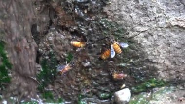 Close-up of honey bees drinking in a pool of water, Detail of honey bee drinking from a puddle.